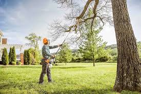 Best Commercial Tree Removal  in Evanston, IL