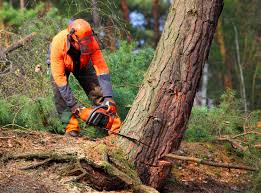 Best Emergency Tree Removal  in Evanston, IL