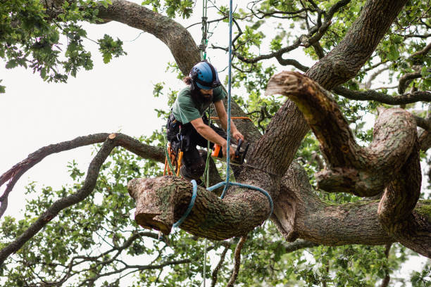 How Our Tree Care Process Works  in  Evanston, IL