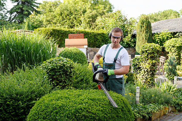 Best Hazardous Tree Removal  in Evanston, IL